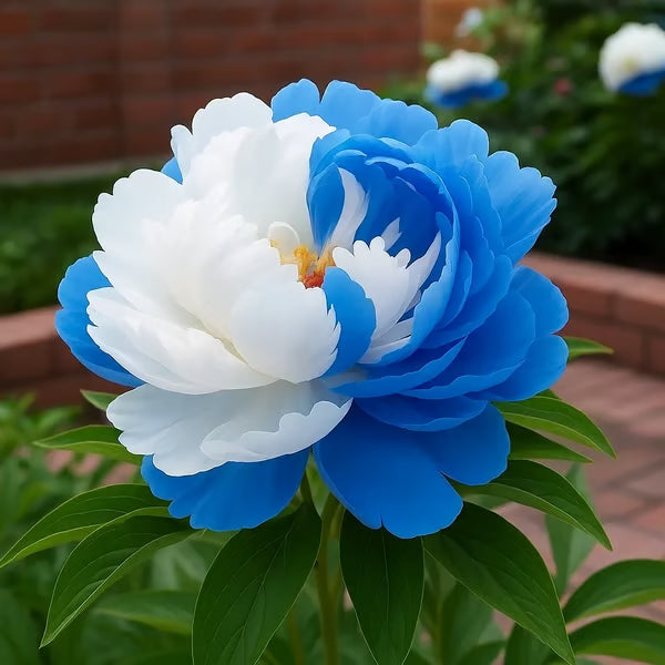 Rare Double Peonies &🌺 That Bloom Big & Beautiful