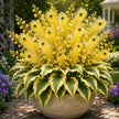 🏠🦚 Peacock Flame Hosta Bulbs💥 Stunning Colors That Brighten Any Space
