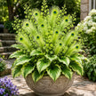 🏠🦚 Peacock Flame Hosta Bulbs💥 Stunning Colors That Brighten Any Space
