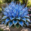 🏠🦚 Peacock Flame Hosta Bulbs💥 Stunning Colors That Brighten Any Space